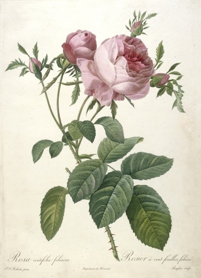 Rosa centifolia foliacea, Rosier a cent feuilles, yaprak, Les Roses