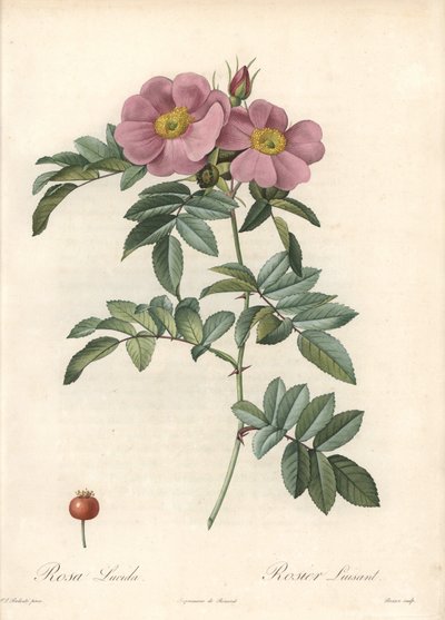 Pembe çiçekli Virginia Gülü - Eau forte de Bessin, Les Roses