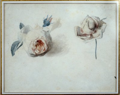 Gül çalışması Suluboya, Pierre Joseph Redoute (1759-1840) 19. yüzyıl Malmaison, musee du chateau. by Pierre Joseph Redouté