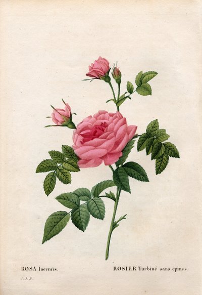 Dikensiz gül, Rosa francofurtana çeşidi, Rosier türbini dikensiz. Pierre Joseph Redoute