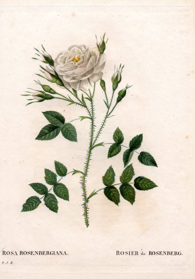 Rosenberg'in gülü, Rosa francofurtana çeşidi, Rosier de Rosenberg. Pierre Joseph Redoute'un “Les Roses”, Paris'inden elle boyanmış noktalı bakır levha gravürü by Pierre Joseph Redouté