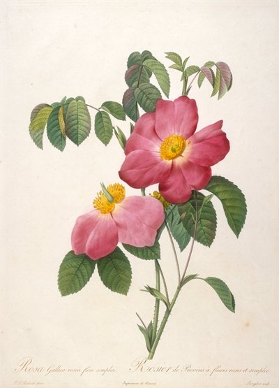 Provinsi Rosebush, La Couronne de roses
