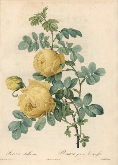 Rosier des Turks - Eau forte de Langlois, Les Roses