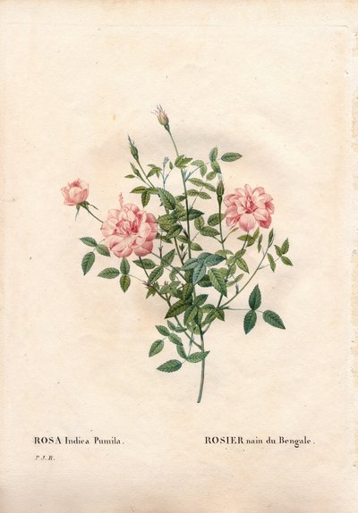 Rouletii gülü, Rosa chinensis var. minima Rouletii, Bengal cüce gülü. Pierre Joseph Redoute'un "Les Roses", Paris'inden elle boyanmış noktalı bakır levha gravürü by Pierre Joseph Redouté