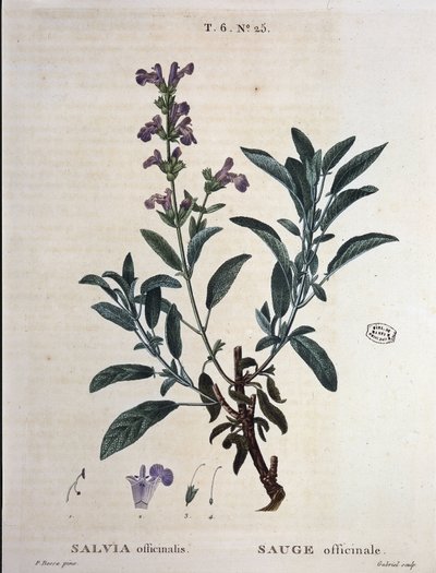 Adaçayı officinalis - “” Yeni Duhamel
