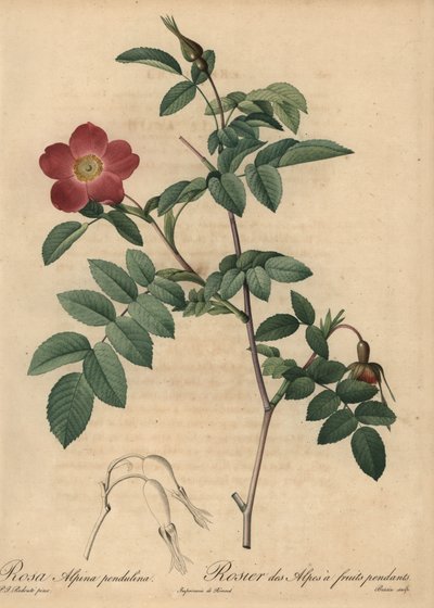 Kızıl alp gülü, Rosa pendulina by Pierre Joseph Redouté