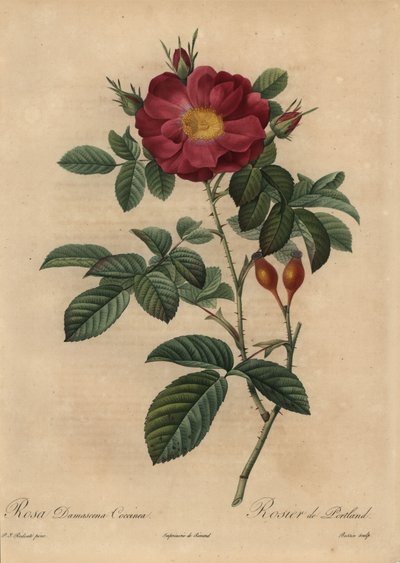 Kızıl şam gülü, Rosa damascena by Pierre Joseph Redouté