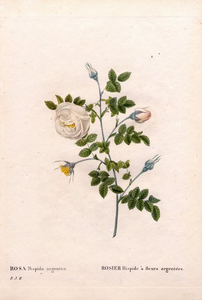 Gümüş çiçekli gül hispid, Rosa tomentosa çeşidi, Gümüş çiçekli Pembe Gül. Pierre Joseph Redoute