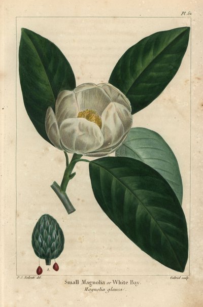Küçük manolya ağacı veya beyaz defne, Manolya glauca (gravür) by Pierre Joseph Redouté