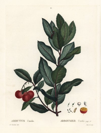 Çilek ağacı, Arbutus unedo. Henri Louis Duhamel du Monceau