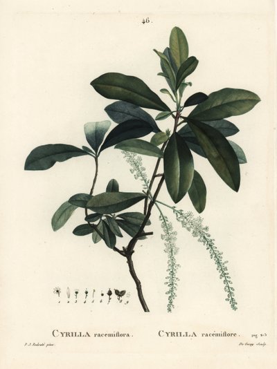 Bataklık cyrilla, Cyrilla racemiflora. Henri Louis Duhamel du Moncel