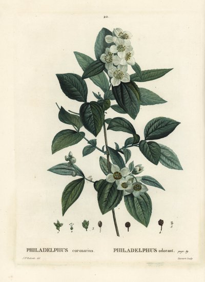 Tatlı sahte portakal, İngiliz kızılcık ağacı, Philadelphus koronarius. Henri Louis Duhamel du Moncel