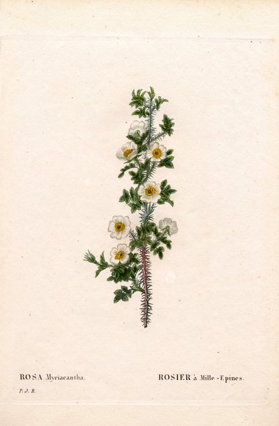 Bin dikenli gül, gül myriacantha, gül Bin dikenli. Pierre Joseph Redoute'un "Les Roses", Paris'inden elle boyanmış noktalı bakır levha gravürü by Pierre Joseph Redouté