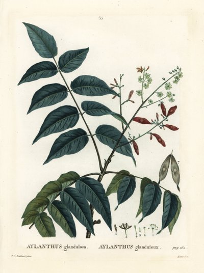 Cennet ağacı, ailanthus veya chouchun, Ailanthus altissima (Aylanthus glandulosa). Henri Louis Duhamel du Moncel