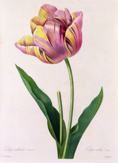 Tulipa Culta (renkli gravür) by Pierre Joseph Redouté