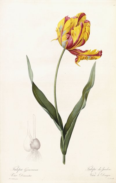 Tulipa Gesneriana - Bahçe Lalesi by Pierre Joseph Redouté
