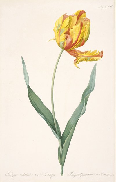Tulipa Gesneriana var. Dracontia Papağanı Lale , 1816 by Pierre Joseph Redouté