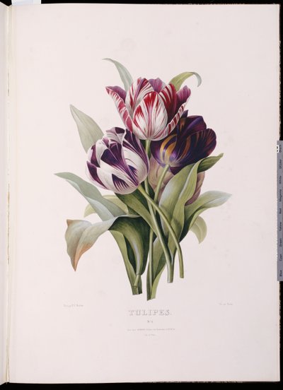 Laleler, "Güzel Bir Çiçek Buketleri Serisi"nden by Pierre Joseph Redouté