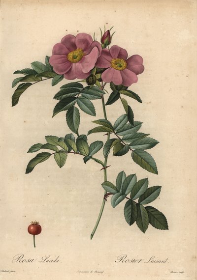 Menekşe Virginia gülü, Rosa virginiana by Pierre Joseph Redouté