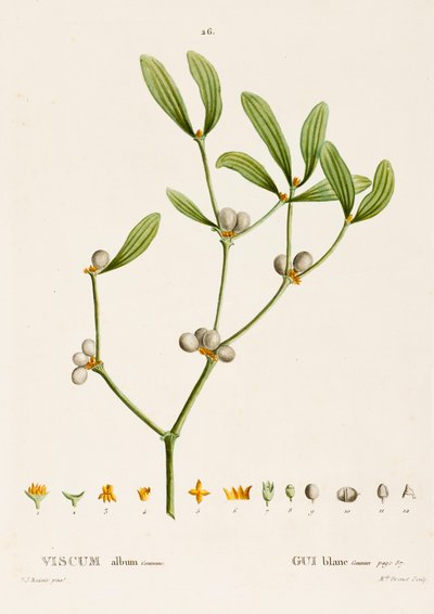 Veronica albümü L. Ökseotu, c1800-1830. by Pierre Joseph Redouté