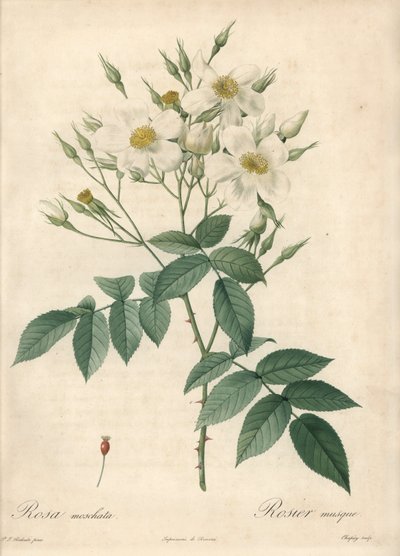 Beyaz çiçekler misk gülü - Eau forte de Chapuy, Les Roses