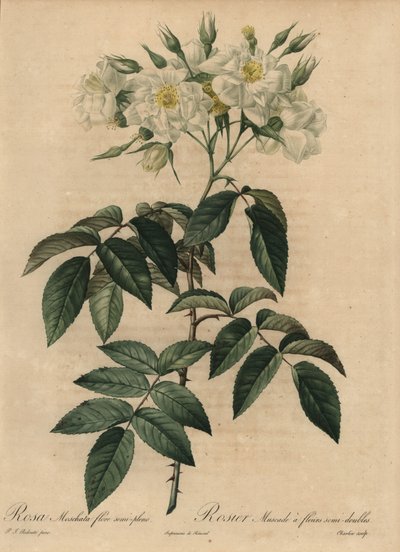 Beyaz misk gülü, Rosa moschata by Pierre Joseph Redouté