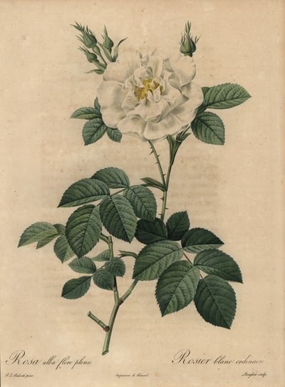 Beyaz gül, Rosa alba flore pleno, Sıradan beyaz gül by Pierre Joseph Redouté
