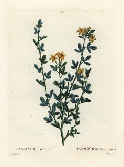 Yabani veya sarı Yasemin, Jasminum fruticans. Henri Louis Duhamel du Moncel