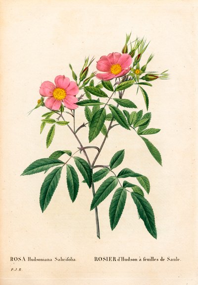 Söğüt yapraklı pembe bataklık, Rosa palustris, Söğüt yapraklı Hudson gülü. Pierre Joseph Redoute