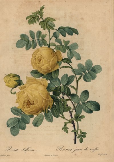Sarı kükürt gülü, Rosa hemisphaerica by Pierre Joseph Redouté