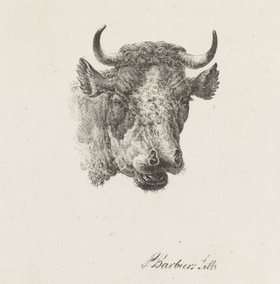 boğa başı by Pieter Bartholomeusz. Barbiers