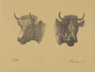 iki boğa başı by Pieter Bartholomeusz. Barbiers