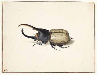 Herkulesbille