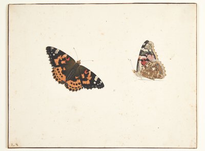 Devedikeni kuşunun iki çalışması (vanessa cardui l.) by Pieter Holsteijn