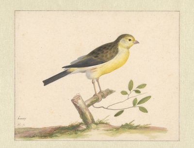 vahşi kanarya by Pieter Holsteyn (I)