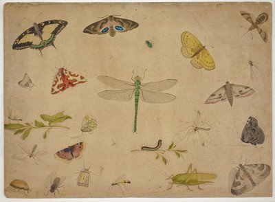 26 böcek by Pieter I Holsteijn