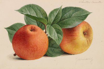 Bahçıvanlık ve fidancılık yayınlarından orijinaller, 1878-1881. by Pieter Joseph de Pannemaeker