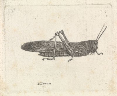 Çekirge by Pieter Lyonet
