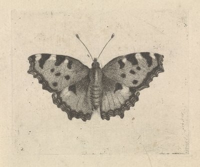 Kelebek by Pieter Lyonet