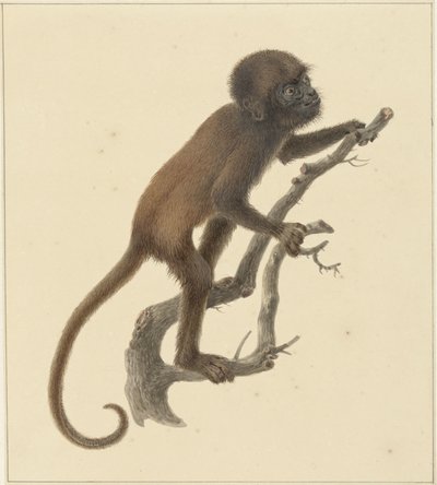maymun by Pieter Pietersz. Barbiers