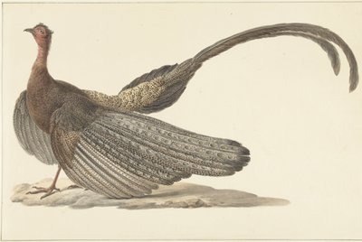 Argus Sülün by Pieter Pietersz. Barbiers