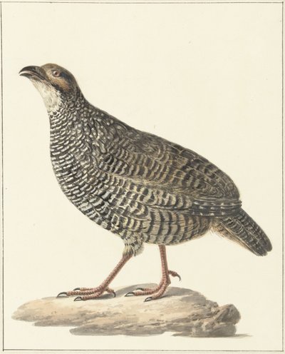 Çin francolin (Excalfactoria chinensis) by Pieter Pietersz. Barbiers