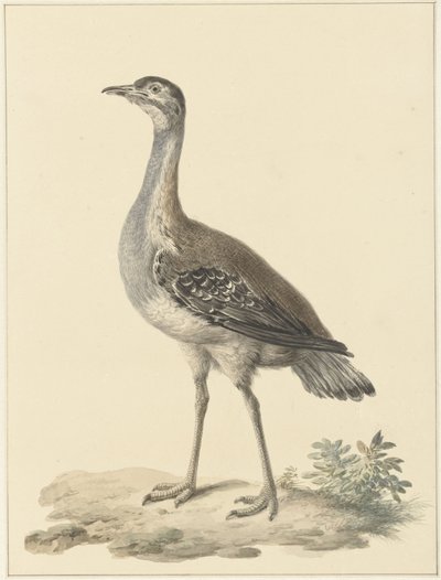 Denhams tuzağı (Neotis denhami) by Pieter Pietersz. Barbiers