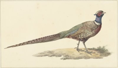 Sülün by Pieter Pietersz. Barbiers