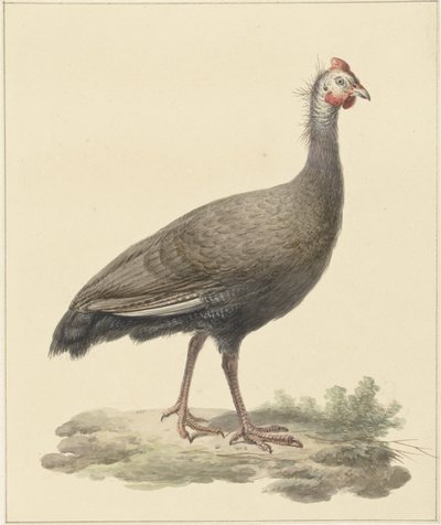Helmparelhoen by Pieter Pietersz. Barbiers