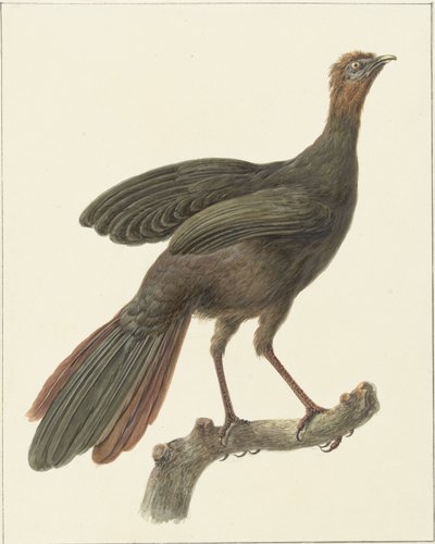 Kuifsjakohoen (Penelope purpurascens) by Pieter Pietersz. Barbiers
