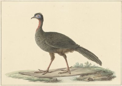 Marailsjakohoen (Penelope marail) by Pieter Pietersz. Barbiers