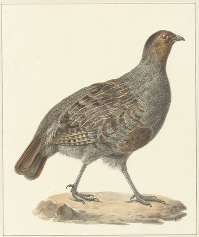 Keklik by Pieter Pietersz. Barbiers