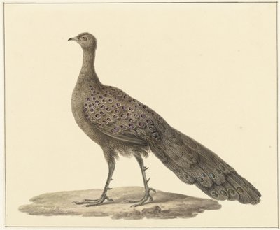 Spiegelpauw by Pieter Pietersz. Barbiers