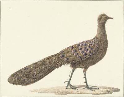 ayna tavus kuşu by Pieter Pietersz. Barbiers